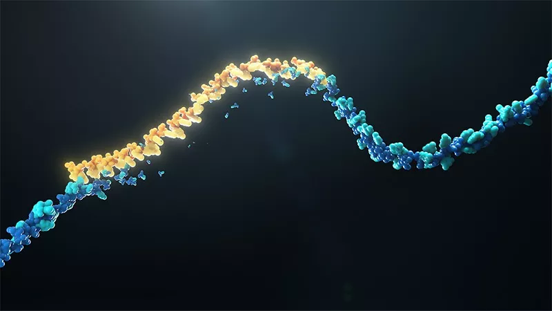 RNA图像2 RNA图像2