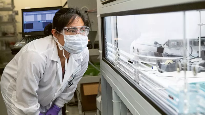 观察蚊子培养皿的科学家 观察蚊子培养皿的科学家